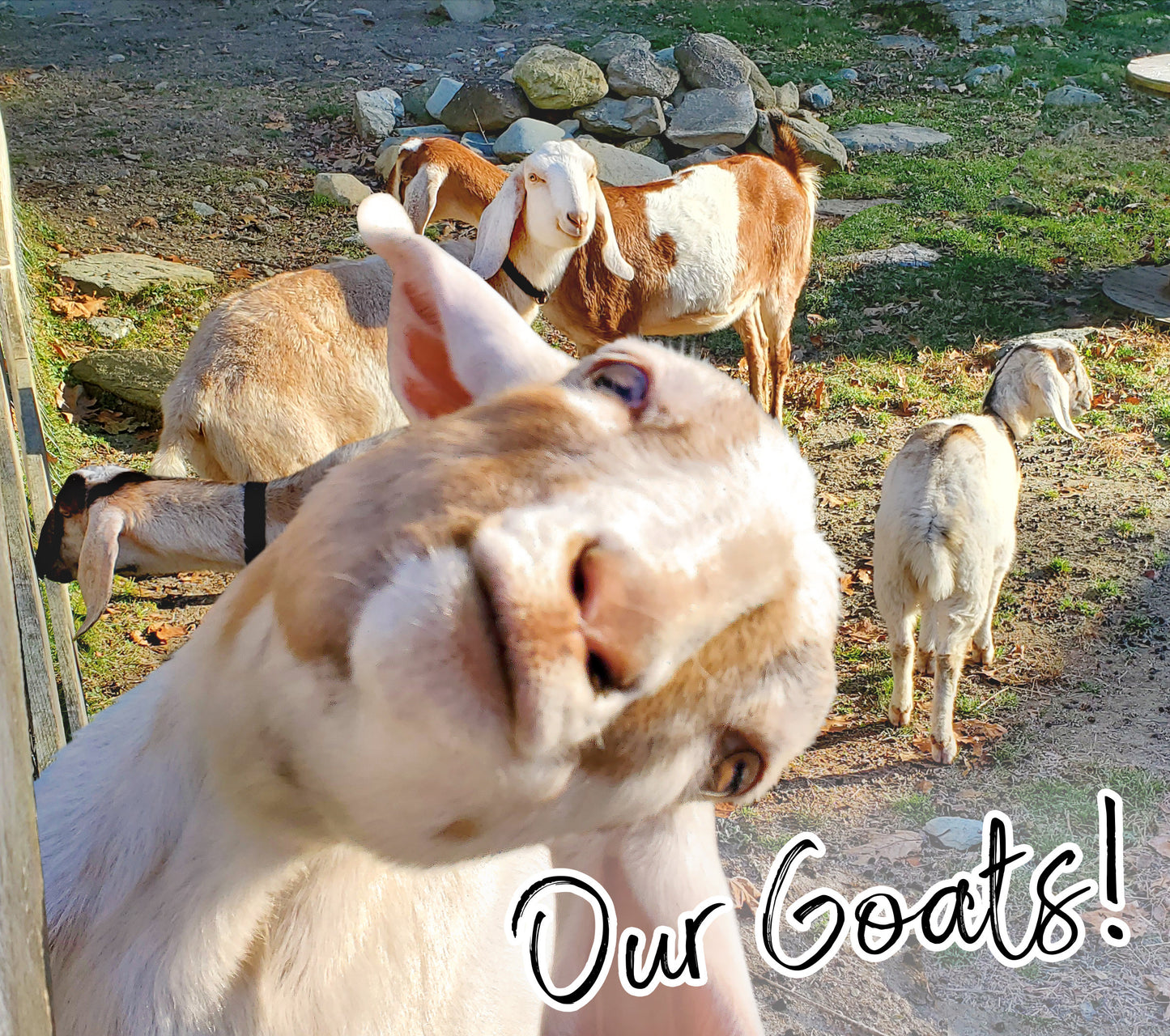 Goats in a pasture with text 'Our Goats!' in the foreground.