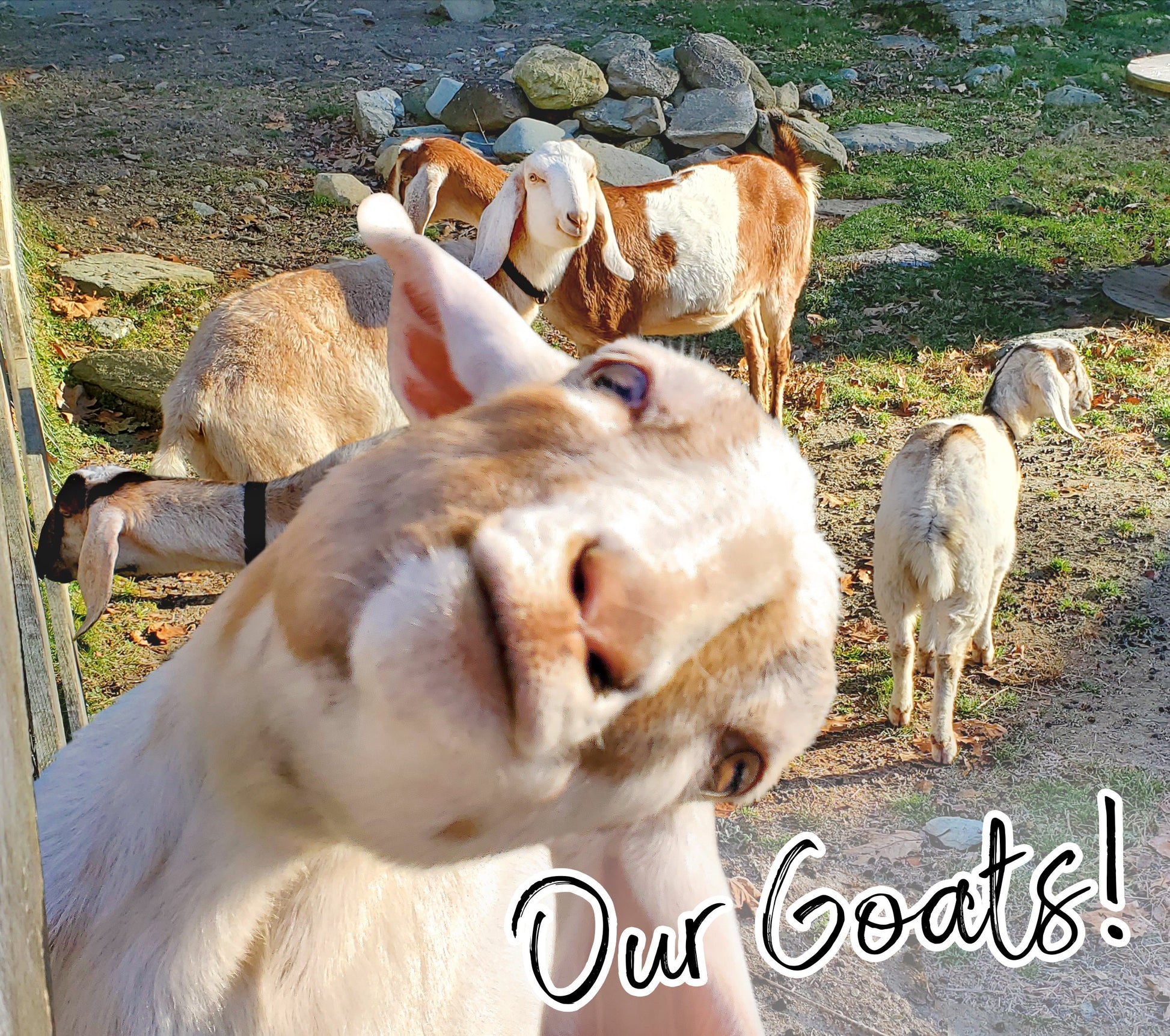 Close-up of a curious goat in the foreground with several goats grazing in the background and the words 'Our Goats!' displayed.