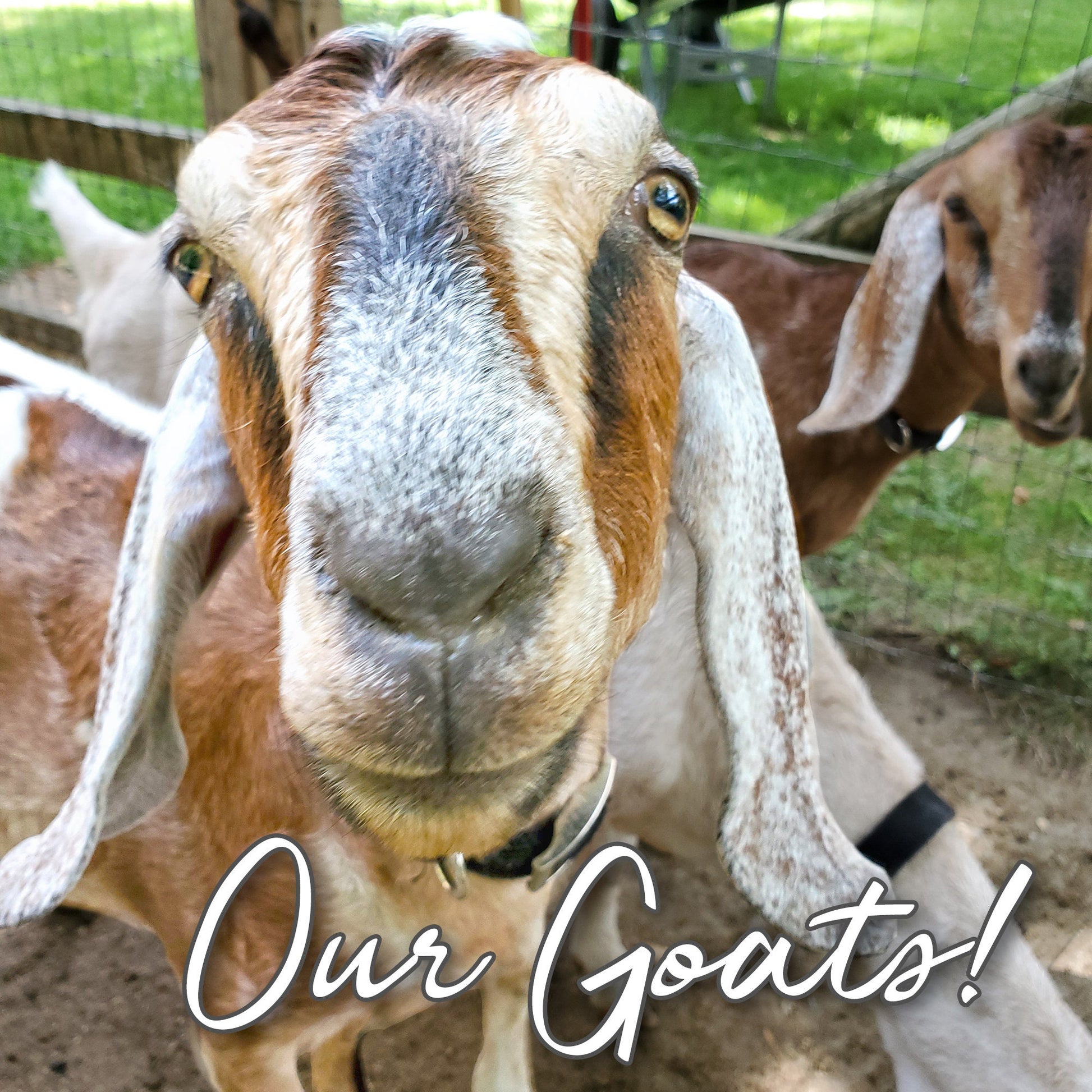 Close-up of a goat with the text 'Our Goats!' in the foreground