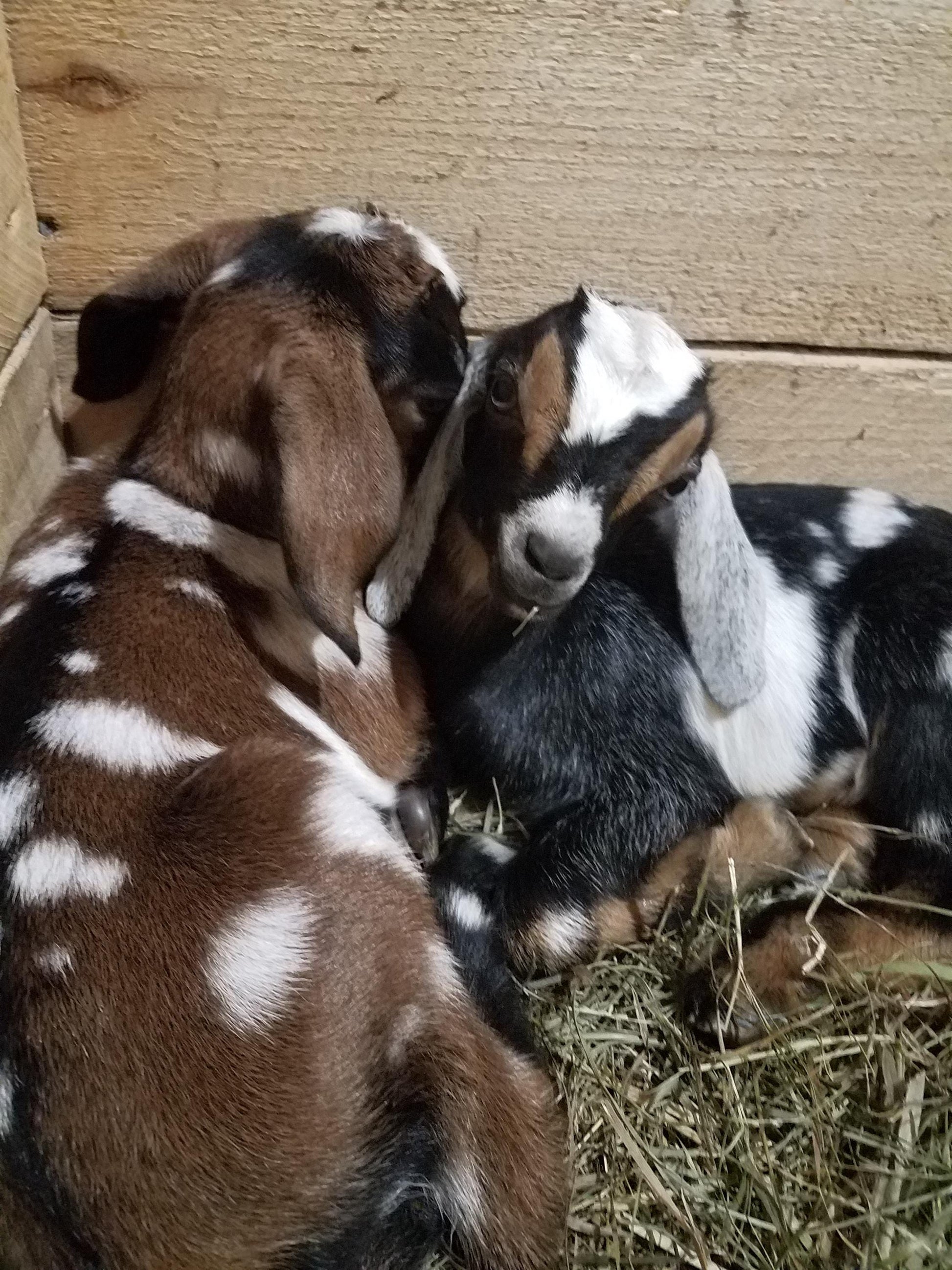 Baby goats. One brown and white spotted, one black and white spotted.